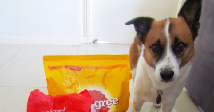 help-feed-township-dog-south-africa help-feed-township-dog-south-africa