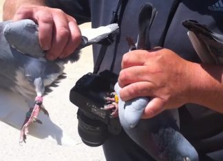 queen's pigeons die south africa