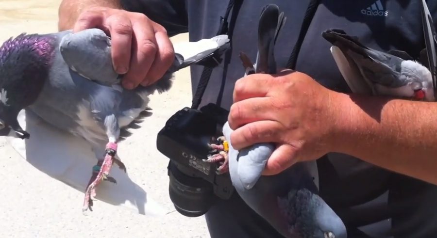 queen's pigeons die south africa