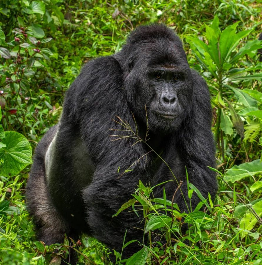 rafiki gorilla killed