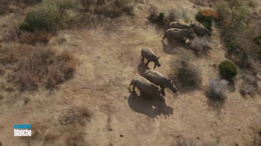 rescuing rhino from poaching 2
