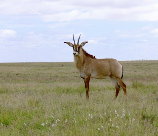 Roan antelope, South Africa.