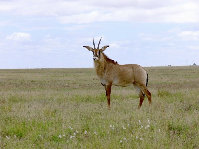 Roan antelope, South Africa.