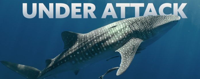 shark