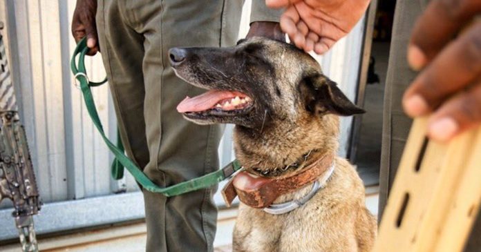 th-anti-poaching-hero-dog-killer-kruger anti-poaching-hero-dog-killer-kruger