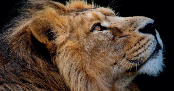 unfair-game-book-south-african-lion-farms unfair-game-book-south-african-lion-farms