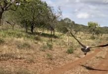 vulture-flies-free-zululand