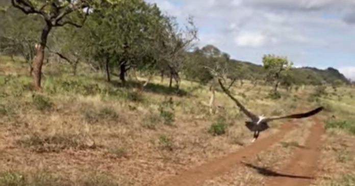 vulture-flies-free-zululand vulture-flies-free-zululand