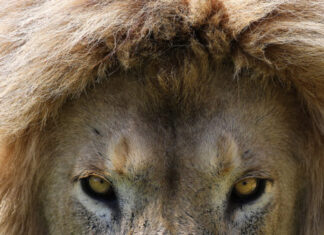 Wildlife Experts Spurn Invite