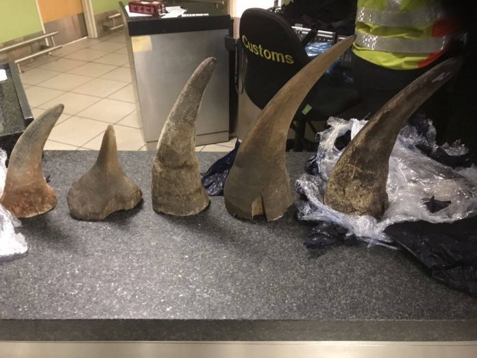 rhino horn illegal trade south africa police rhino horn illegal trade south africa police