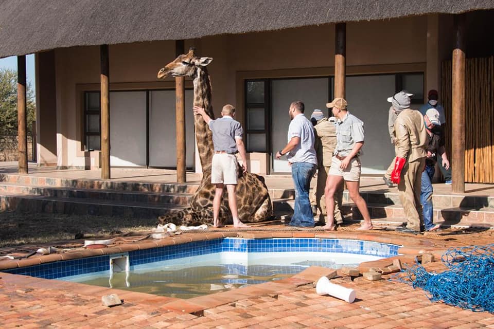 giraffe rescued from swimming pool