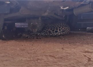 leopard urban klipgat south africa