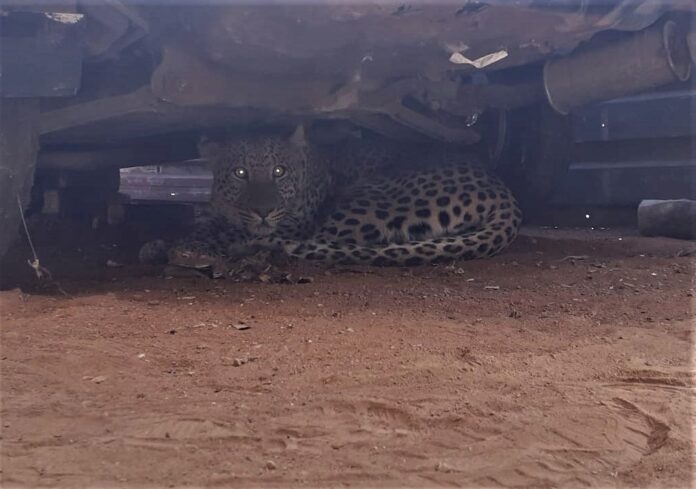 leopard urban klipgat south africa leopard urban klipgat south africa