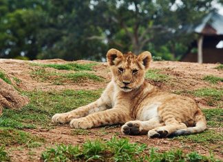 lion cub petting south africa