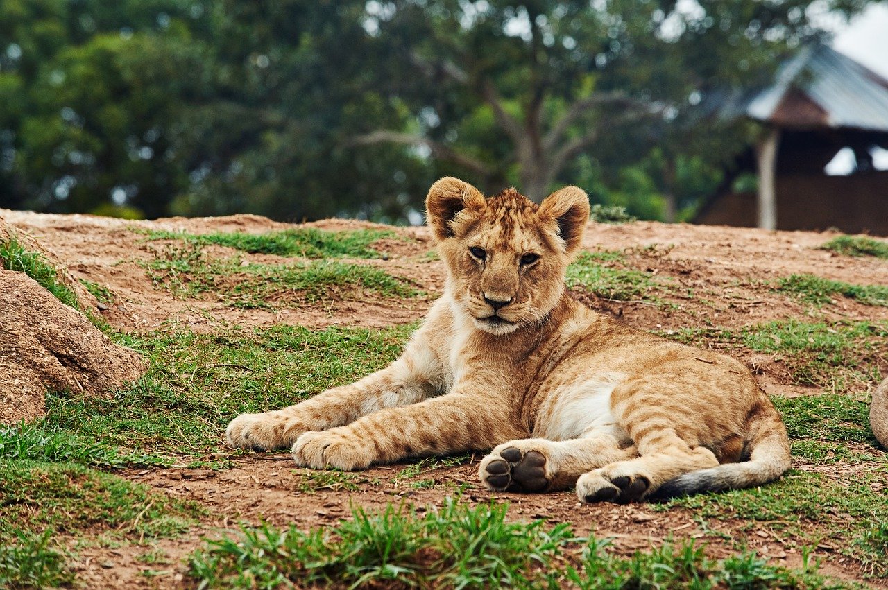 lion cub petting south africa