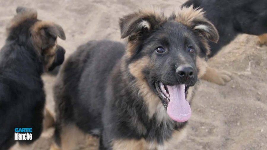 police puppies parvovirus south africa