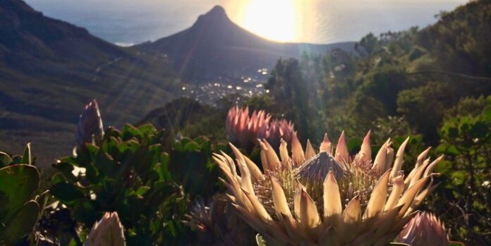 protea fynbos region gu protea fynbos region