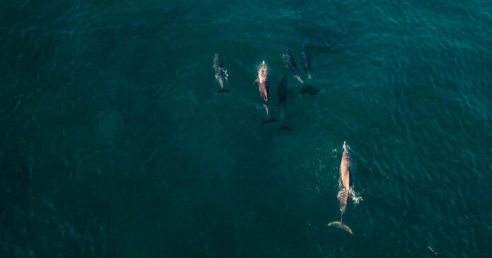 rare-humpback-dolphin-south-africa-2 rare-humpback-dolphin-south-africa-2