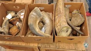 rhino horn confiscated south africa