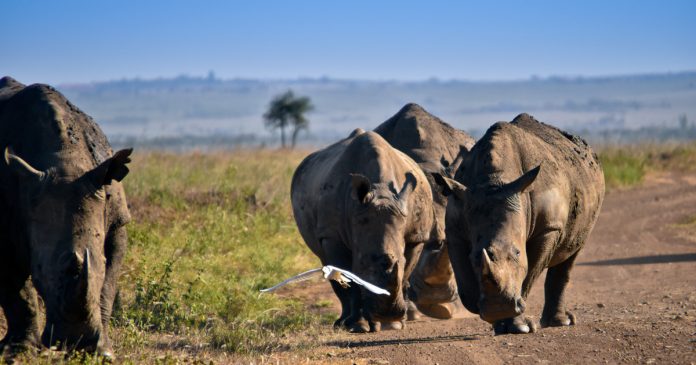 rhino-poaching-horn-scopio-ae686825-a34e-481c-be93-2396a556f3b2 rhino-poaching-horn-scopio-ae686825-a34e-481c-be93-2396a556f3b2