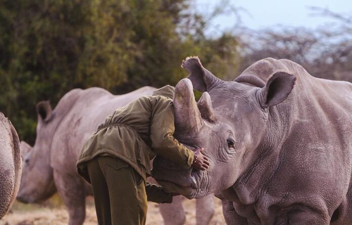 rhino ranger africa wildlife