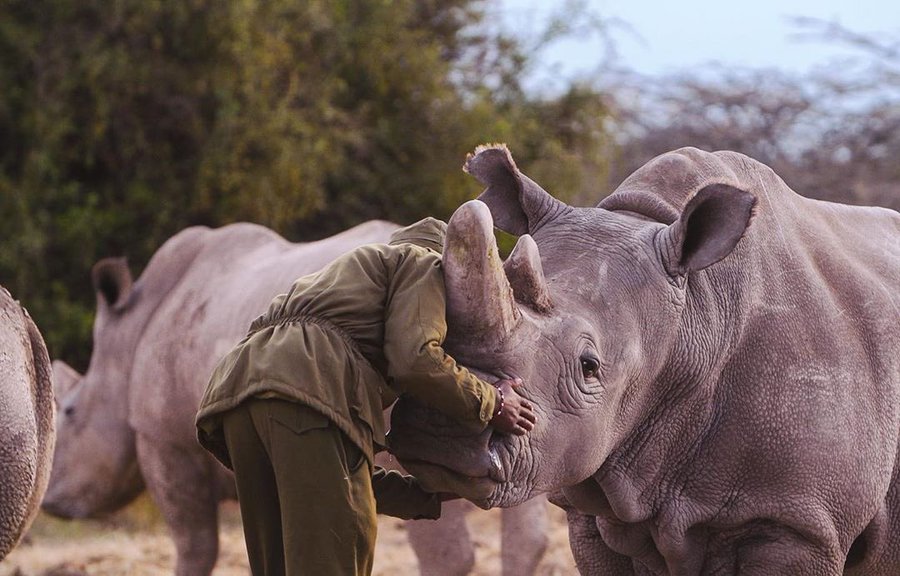 rhino ranger africa wildlife