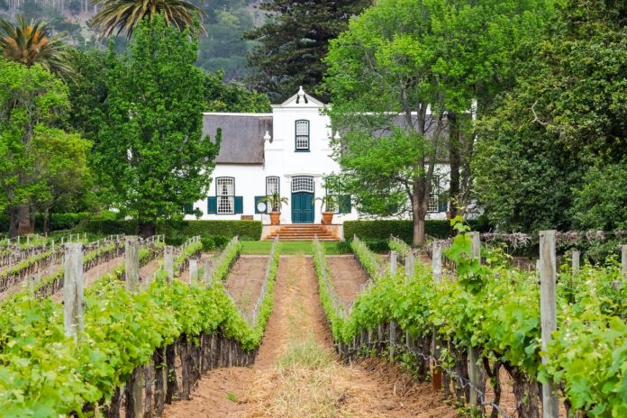 south african vineyard wine uk supermarket chain waitrose supports south african vineyard wine