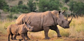 rhino poachers court case