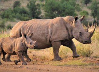 rhino poachers court case