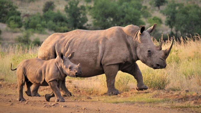 rhino poachers court case