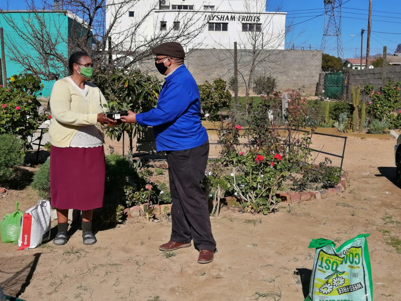 spinach kale home garden cape town south africa