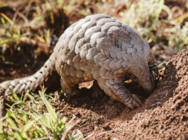 Investec and JWVH celebrate second chances this World Pangolin Day