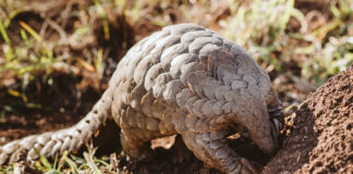 Investec and JWVH celebrate second chances this World Pangolin Day