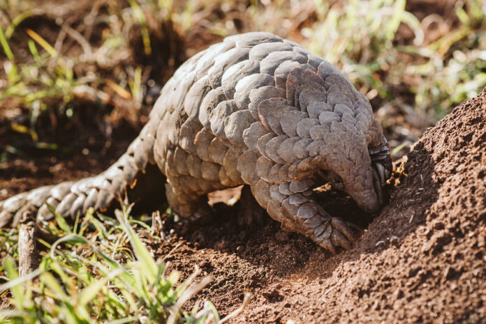 Investec and JWVH celebrate second chances this World Pangolin Day