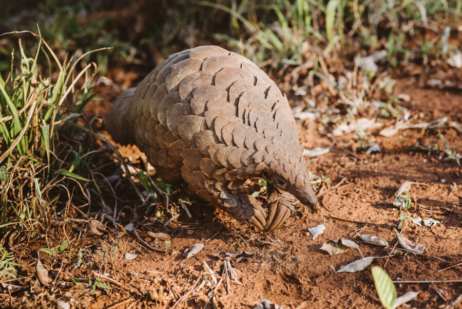 pangolin project