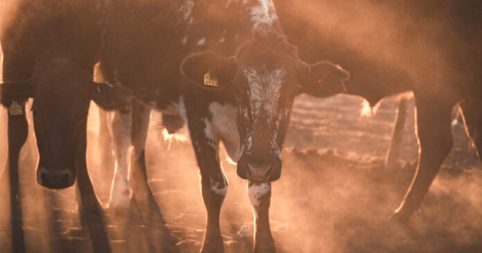 cattle-stock-theft-kzn-scopio cattle-stock-theft-kzn-scopio
