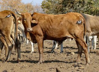 cows with eyes on protect from lions