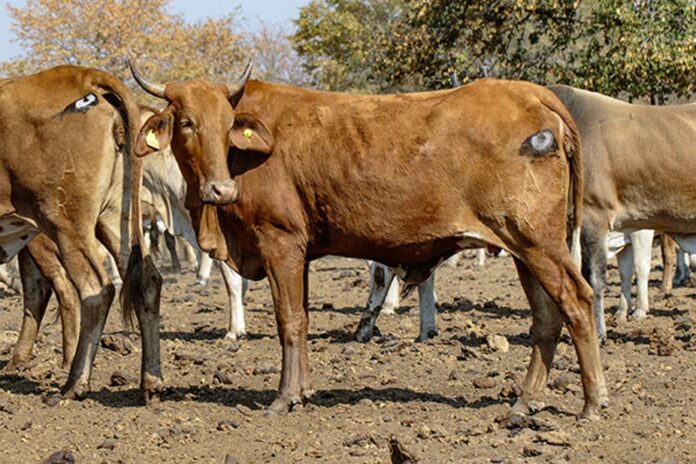 cows with eyes on protect from lions cows with eyes on protect from lions