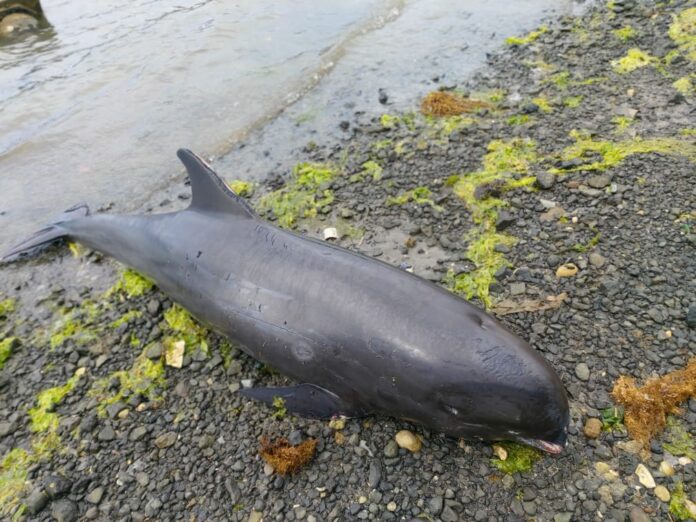 dolphin mauritius oil spill dolphin mauritius oil spill shore 3
