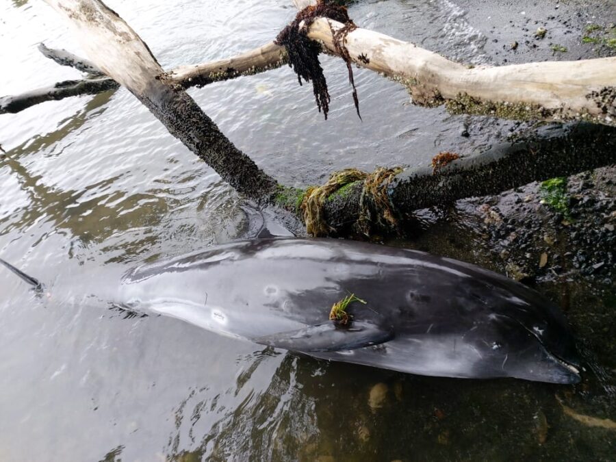 dolphin mauritius oil spill shore 3