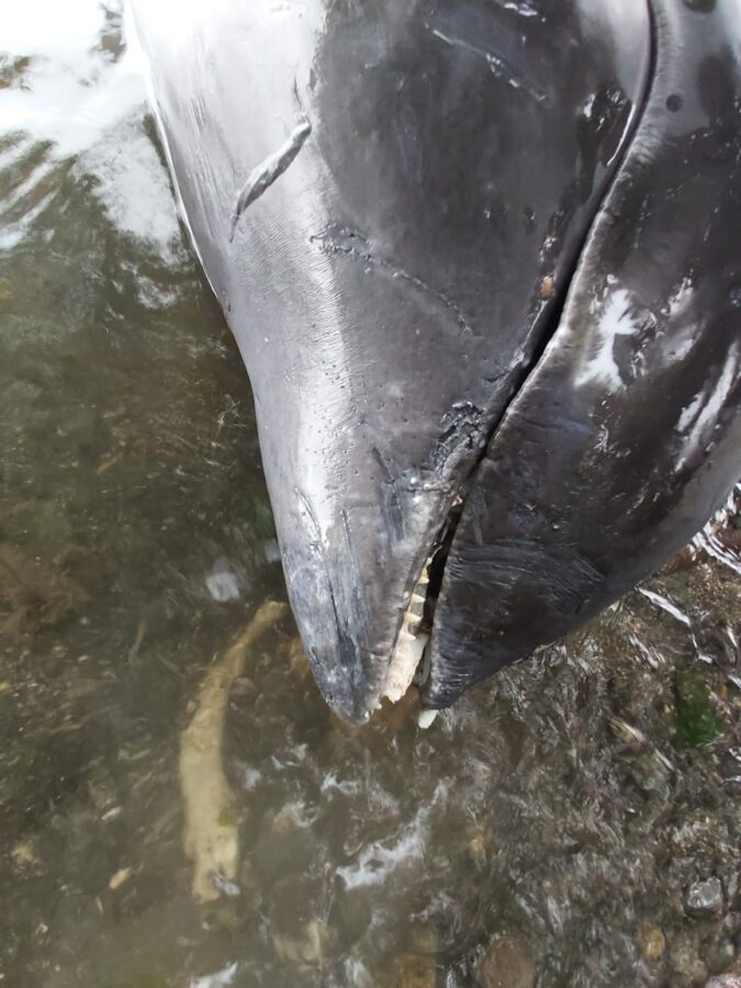 dolphin mauritius oil spill shore 3