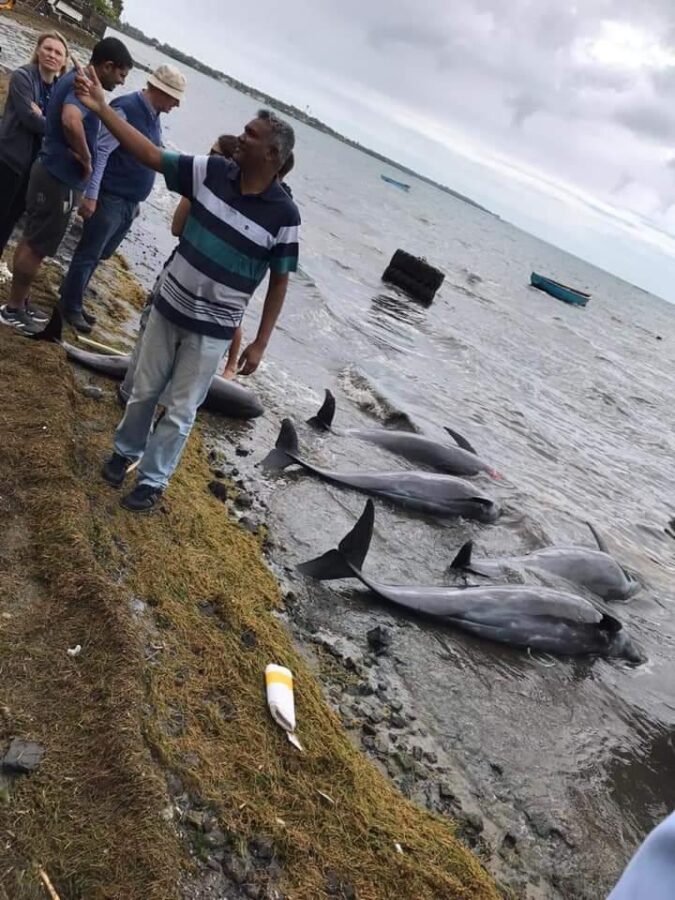 Four dead dolphins were found this morning in Mauritius.