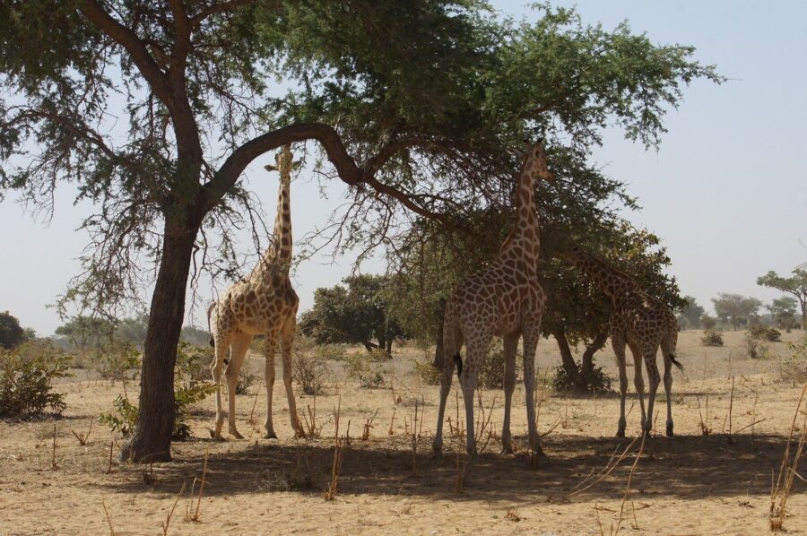 giraffe wildlife french tourists niger pix