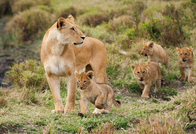 world lion day lions in the wild south africa