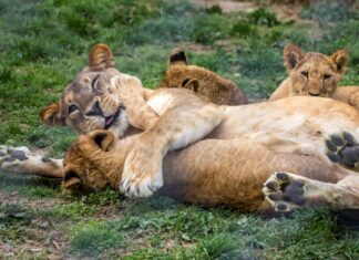 world lion day