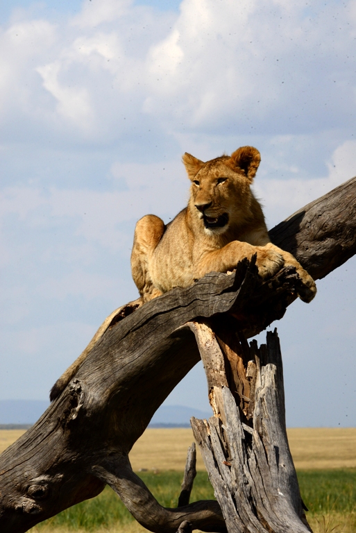 world lion day