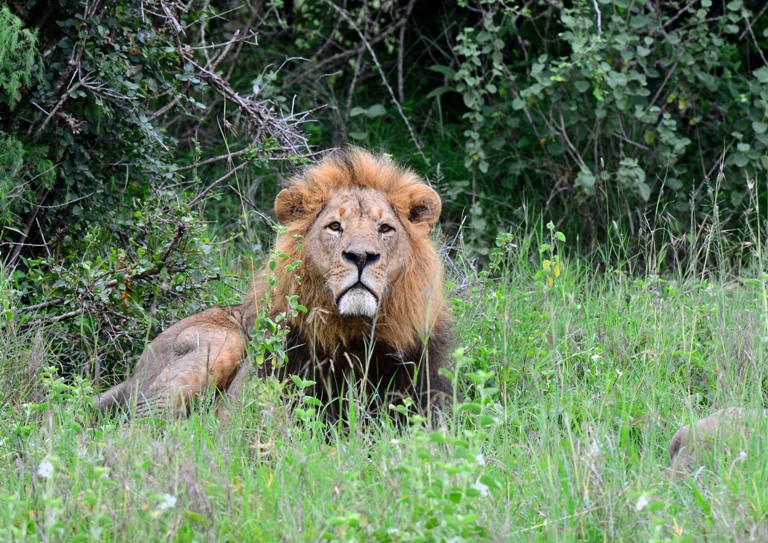 world lion day