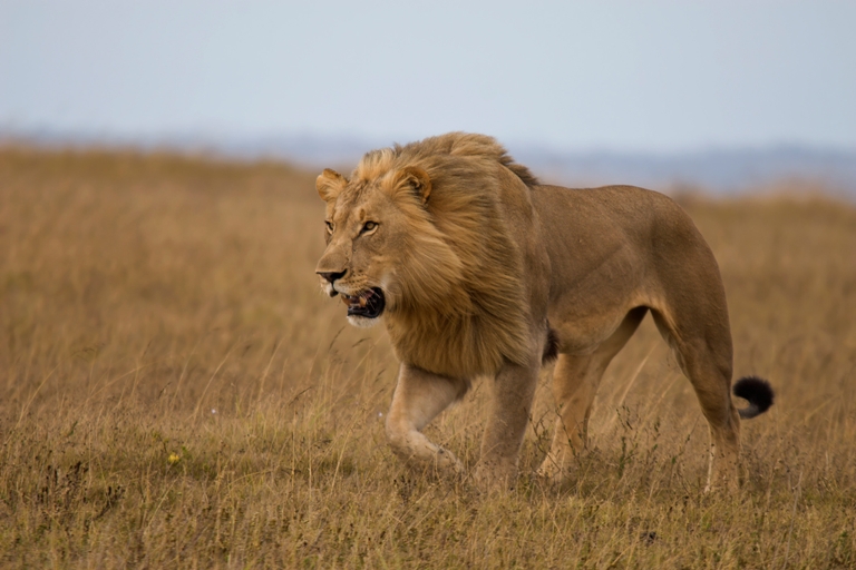 world lion day
