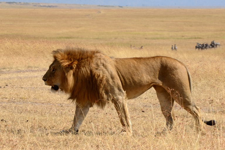 world lion day