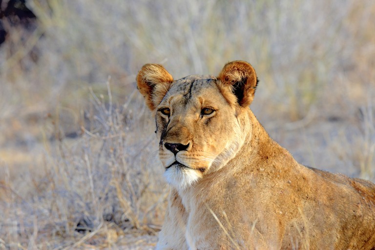world lion day